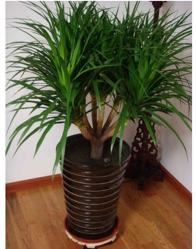 多头花卉叶绿草观铁树龙铁树西铁龙血巴西盆栽绿植