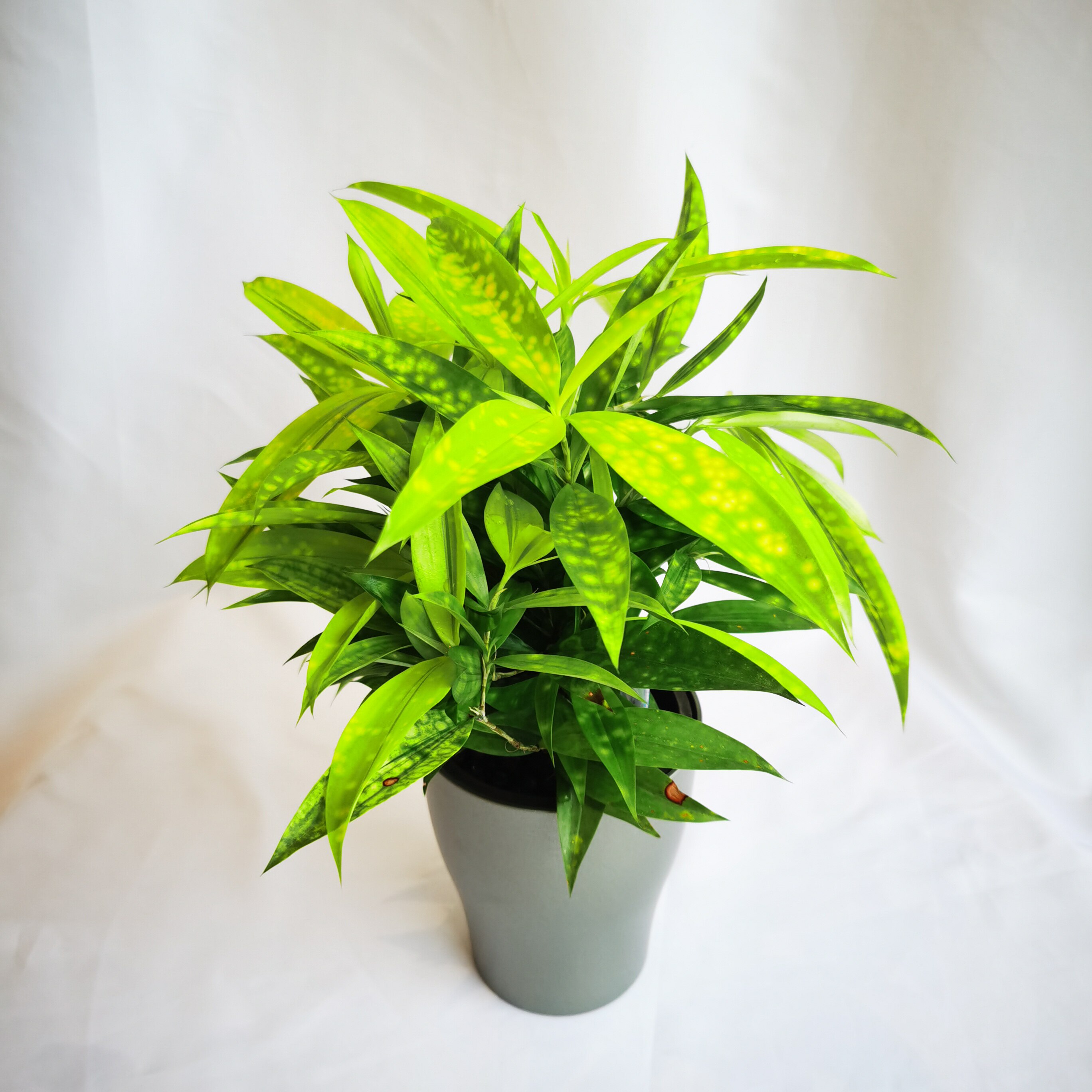 星点好养绿植叶绿植办公室观室内净化星斑多洛库盆栽绿植