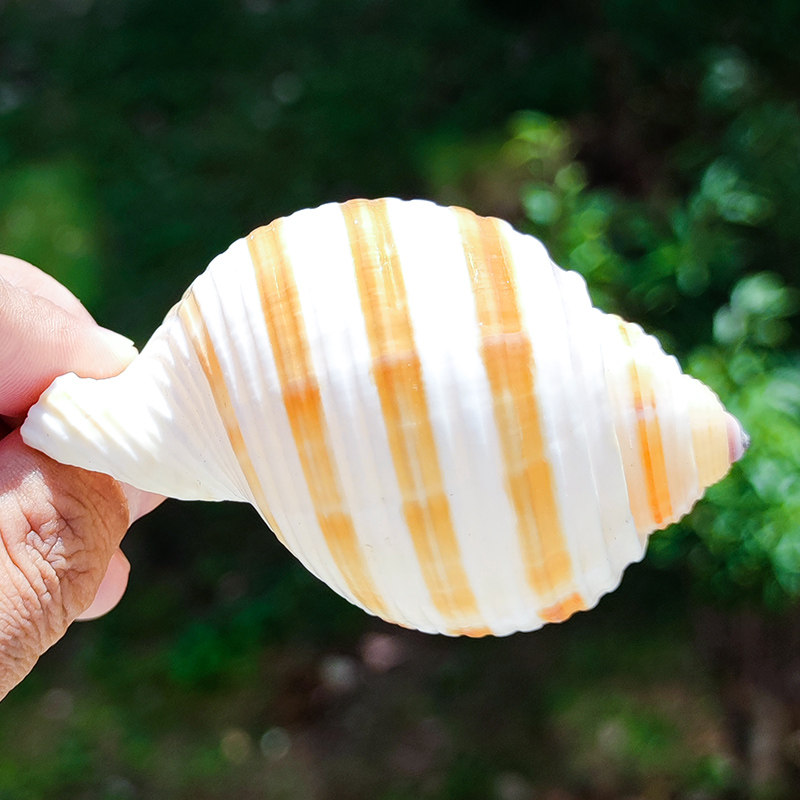 海螺天然贝壳大海琴螺712厘米卷贝寄居鱼缸海螺
