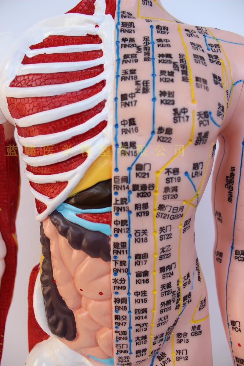 模型超清清晰85cm人体针灸半皮肌肉骨骼内脏其他模型玩具