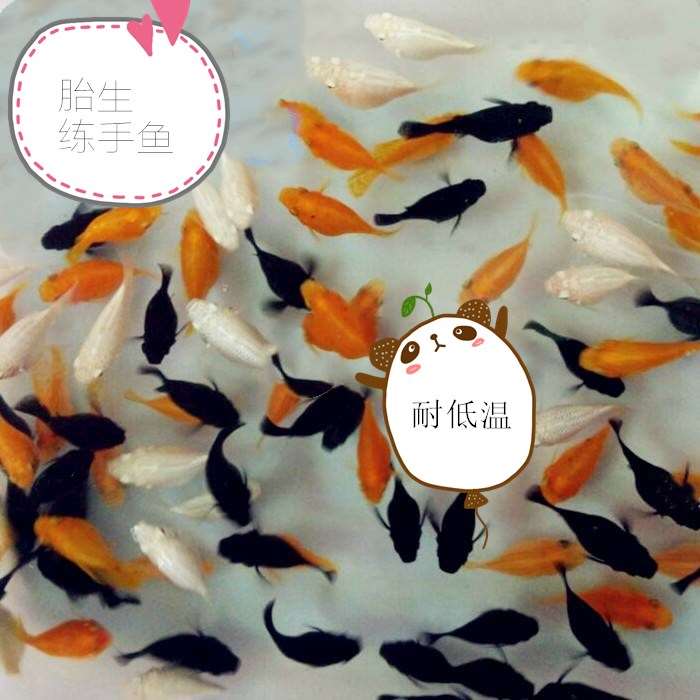 鱼缸活体练手孔雀米奇玛丽鱼苗饲料鱼闯缸鱼水摆件