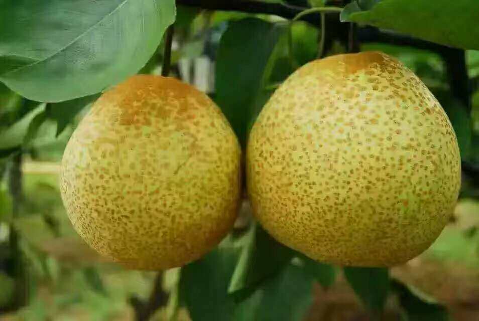 土特产温州雁荡山大荆冯村蒲瓜梨正宗自家农家特大梨