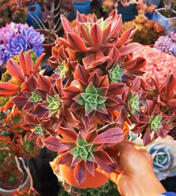 法师新三仙嘉年华红腹轮老桩多肉植物红黑多肉植物