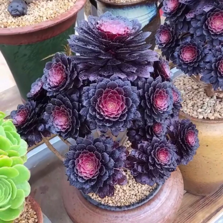 法师新三仙嘉年华红腹轮老桩多肉植物红黑多肉植物