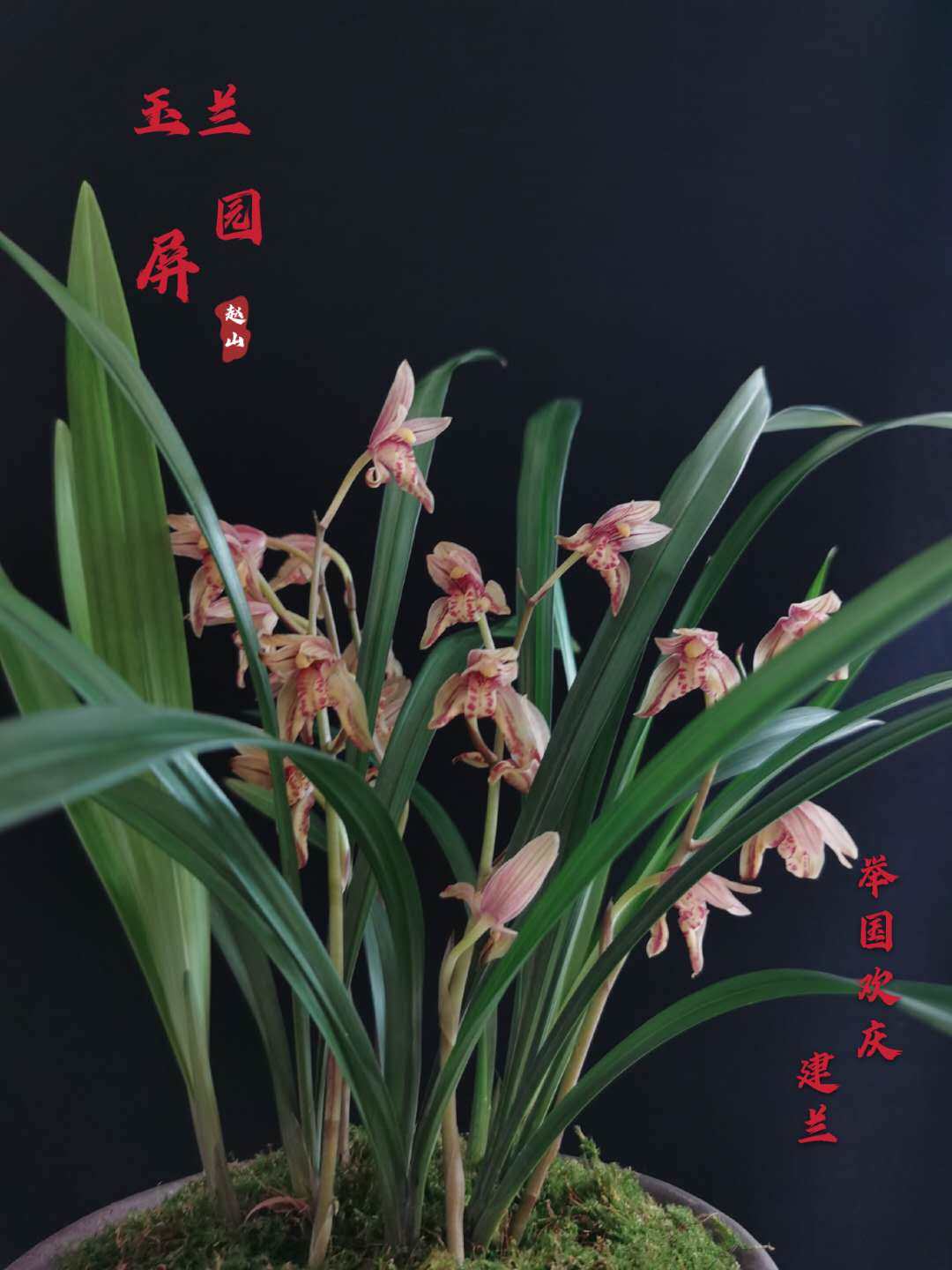 玉屏兰园建兰名品举国欢庆兰花盆栽盆景生活花卉