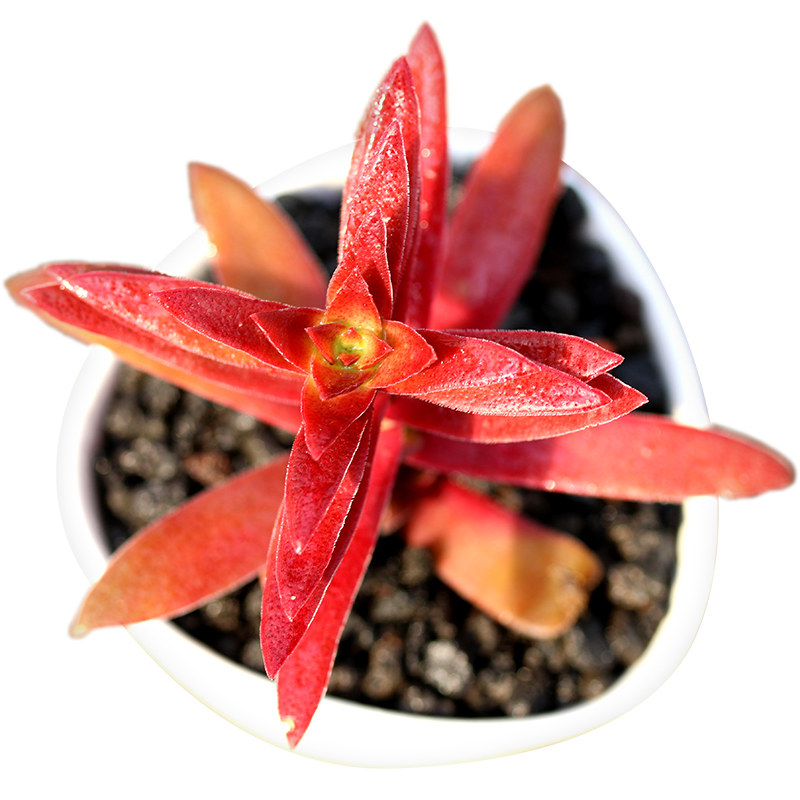 红叶祭 多肉植物火祭和赤鬼城杂交种炮仗皮办公室内绿植多沫园艺