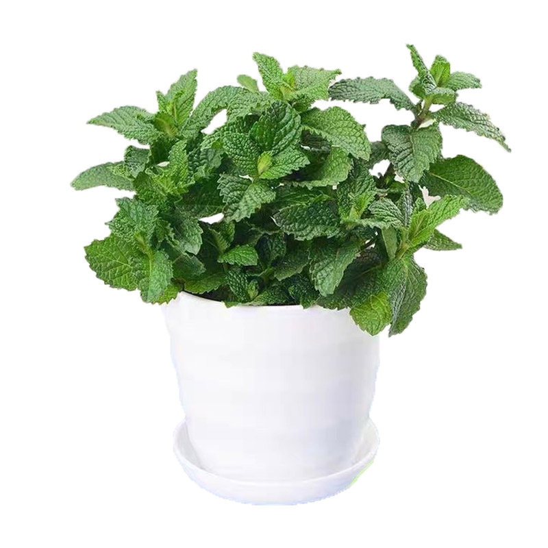 猫薄荷食用香草苹果凤梨巧克力香蕉糖果浆果奶油薄荷盆栽多沫园艺