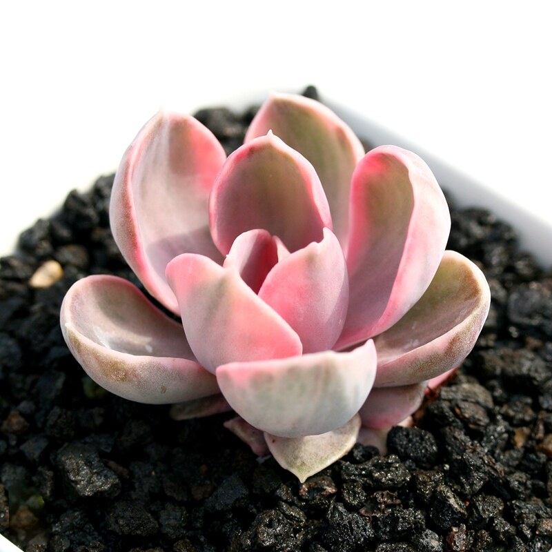 多肉植物彩虹 紫珍珠锦 双头 7cm左右多沫园艺多肉实拍正版非药锦