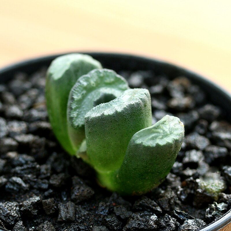 写乐玉扇多肉植物玉露十二卷属多肉肉植物多沫园艺办公室绿植盆栽