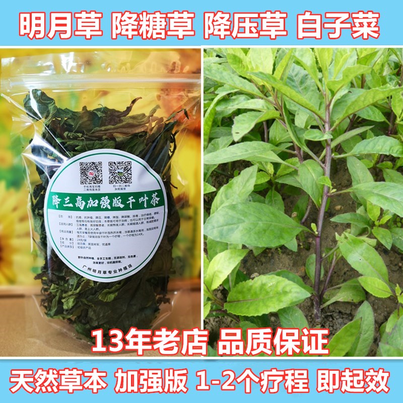 明月草降糖压草冬冬白子菜金鸡毛草灵菊七干叶茶加强版绿植鲜叶