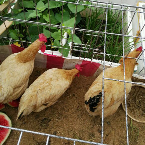 发酵床阳台养鸡鹌鹑养猪养蛇宠物垫料分解床菌粉干撒式发酵床菌种