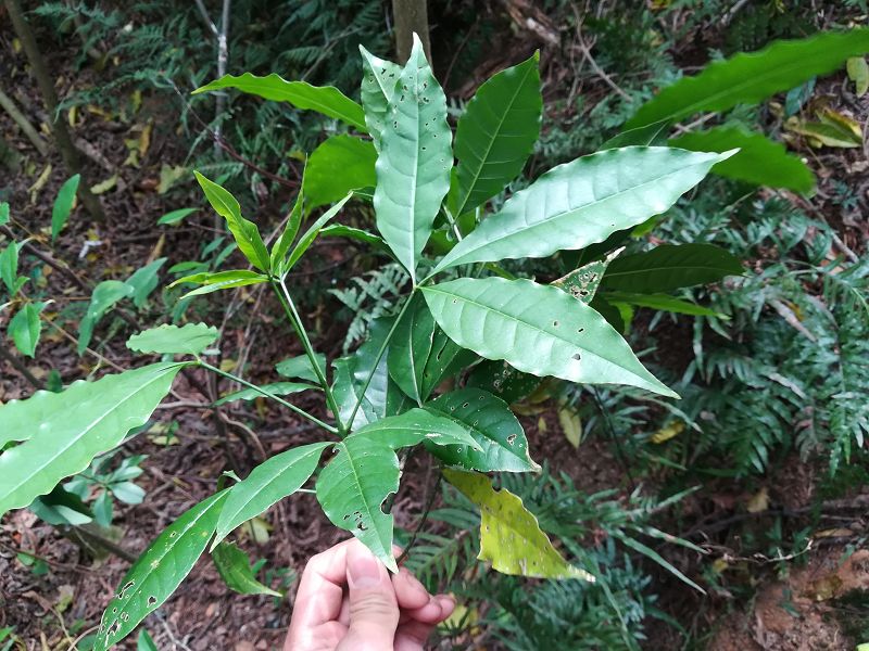 晒干三叉苦三桠苦三丫苦小黄散三枝枪晒干细枝叶500g包邮