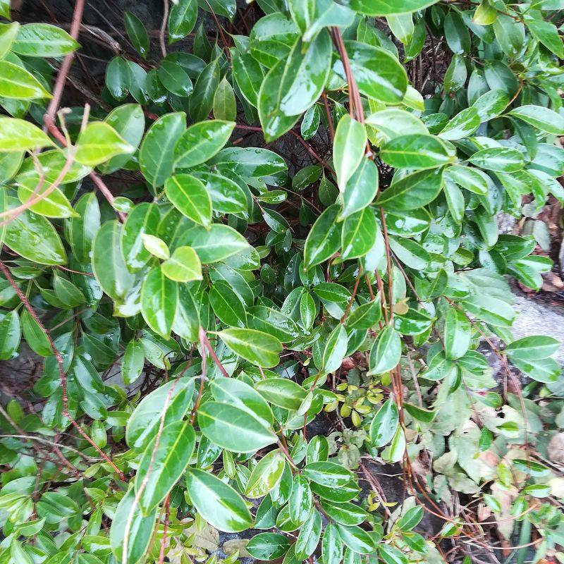 新鲜酸叶胶藤野生石酸藤细叶榕藤红背酸藤黑风藤斑鸪藤十八症包邮