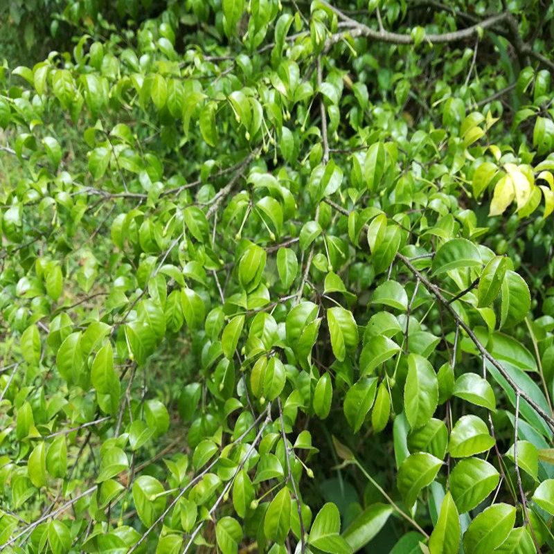 梅根树根纯根深山采挖中药材秤星天星木根干货其他药食同源食品