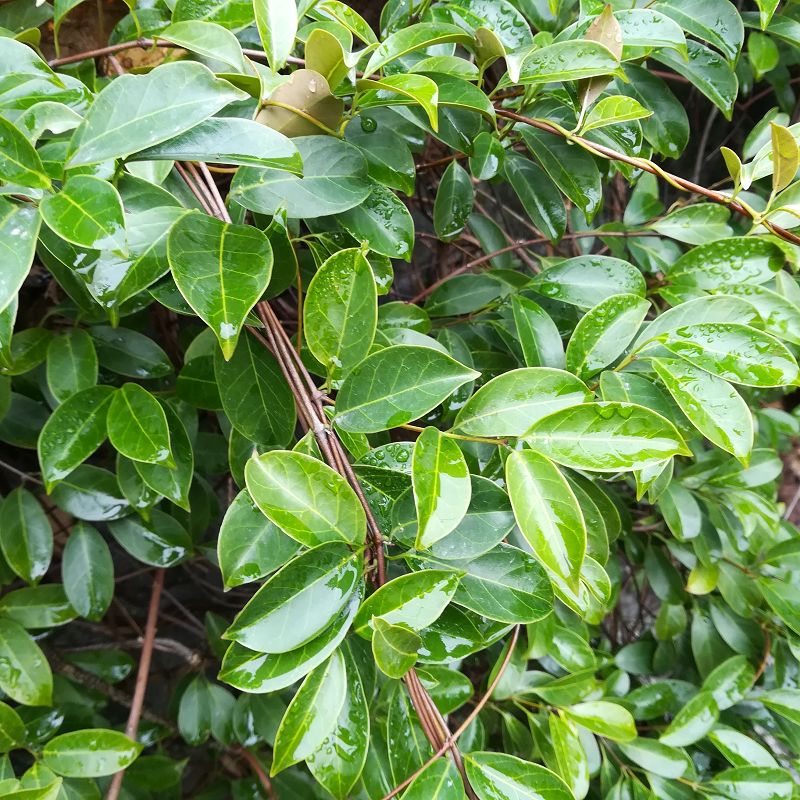 新鲜酸叶胶藤野生石酸藤细叶榕藤红背酸藤黑风藤斑鸪藤十八症包邮