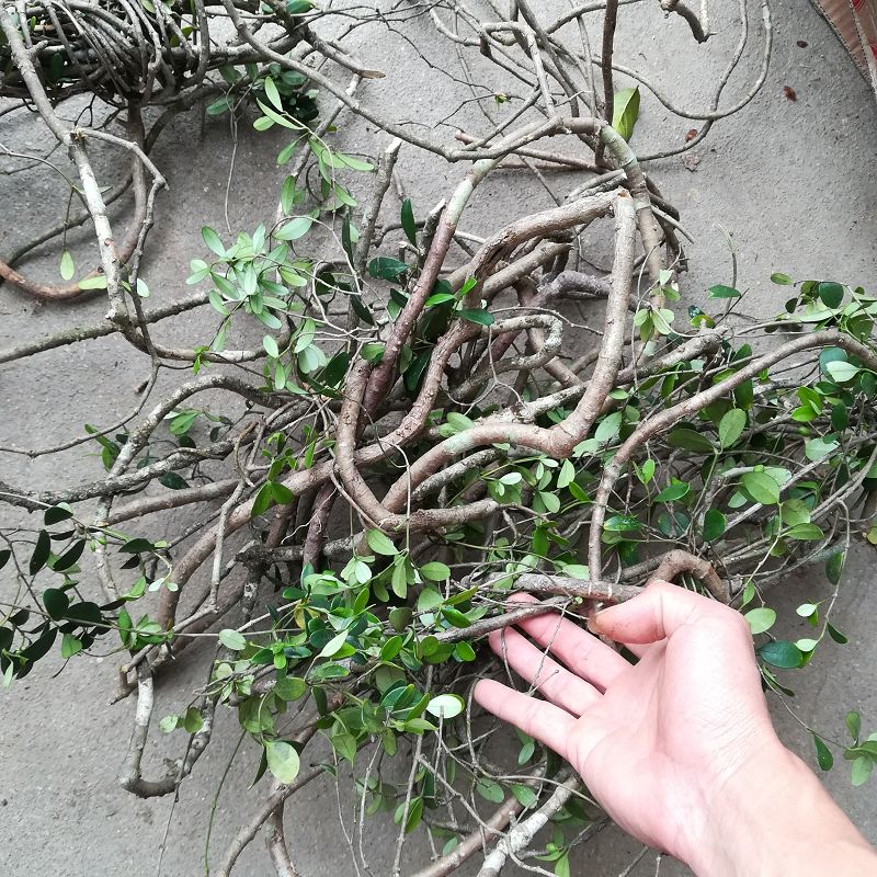 春根香根藤伸筋藤小叶瓜子滕穿根藤强筋骨煲汤其他药食同源食品