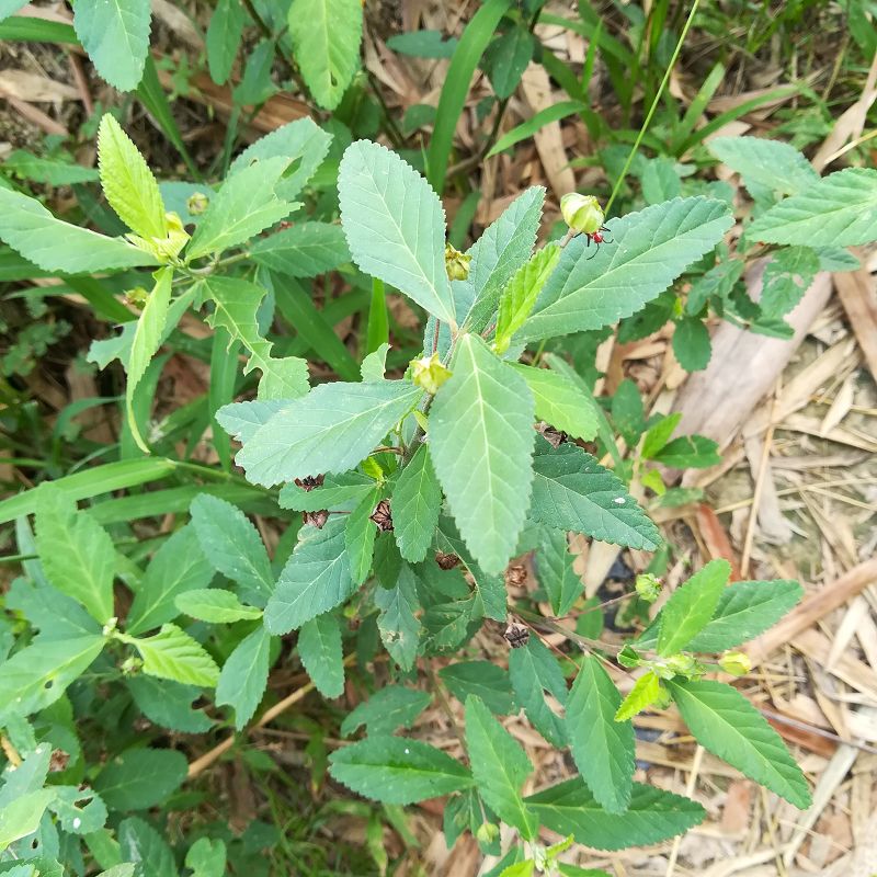 黄花稔梅肉草生肌草拔毒散拔脓消皮肉小号黄花虱母头500g包邮