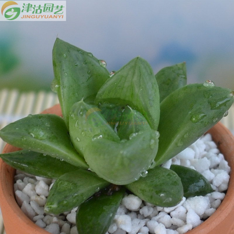 18元包邮多肉植物宝草玉露实生桌面迷你你多多肉植物
