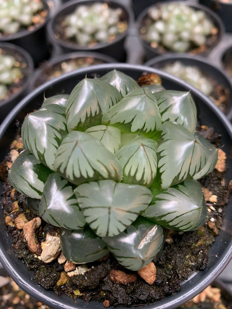 十二卷多肉植物 铭品 水晶玉露 7cm左右母本株 状态无可挑剔 包邮