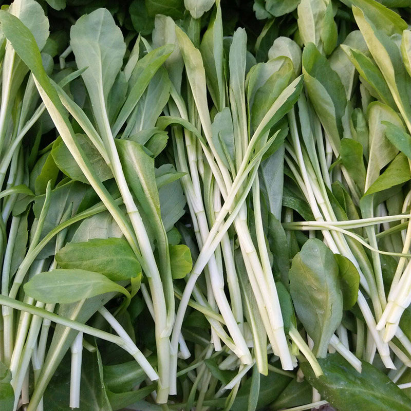 新鲜马兰头上上海蔬菜露天天红梗菜山坡野菜叶菜类