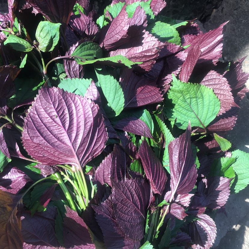 新鲜大叶子叶苏子叶苏现采叶子调料紫苏叶料理去腥其它