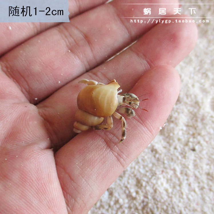 随机迷你包活买宠物新奇螃蟹观赏花色活体淡水蟹