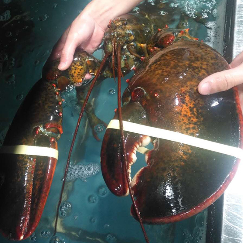 龙虾4-10斤活冻波士顿新鲜水产鲜活帝王蟹特超大冻虾