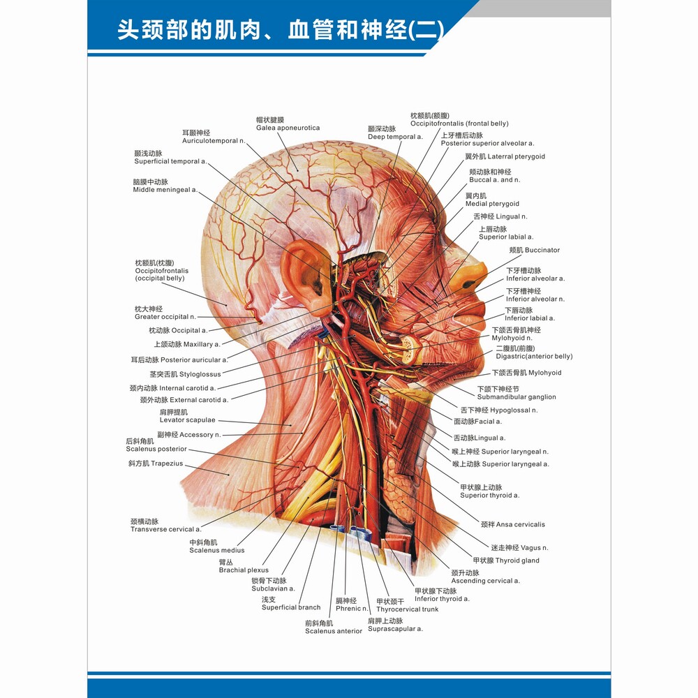 头颈颈部肌肉血管神经分布图解剖图中中英文医学写真