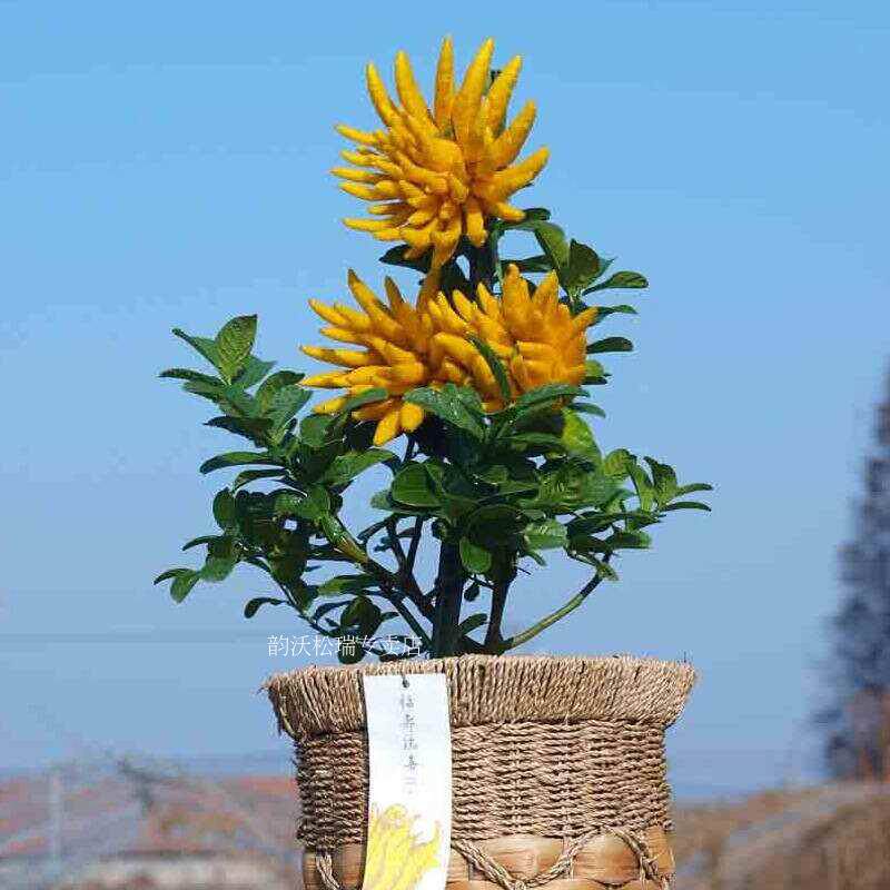佛手盆栽金华室内观植物花卉可食用苗叶香气绿植