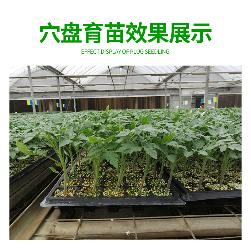 育苗穴盘苗盘营养钵多辣椒蔬菜草莓育苗盘