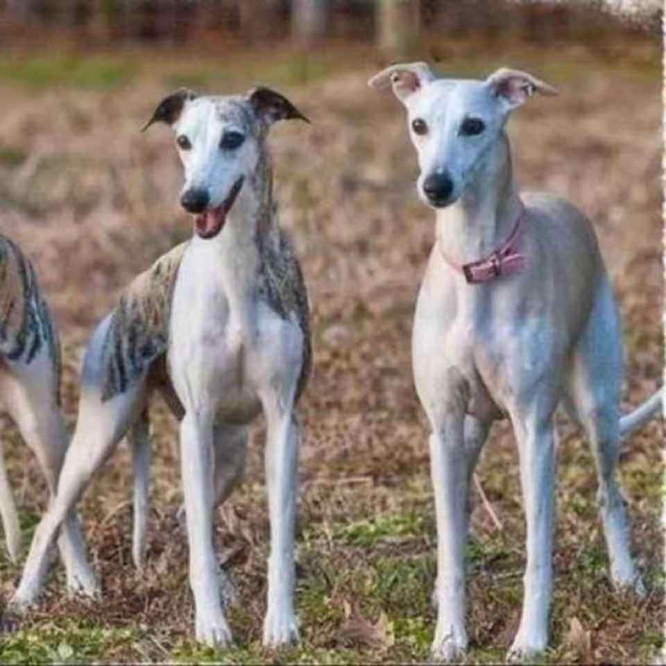 力犬猎兔格力幼犬格活体纯种灵缇犬细狗犬成年畜牧