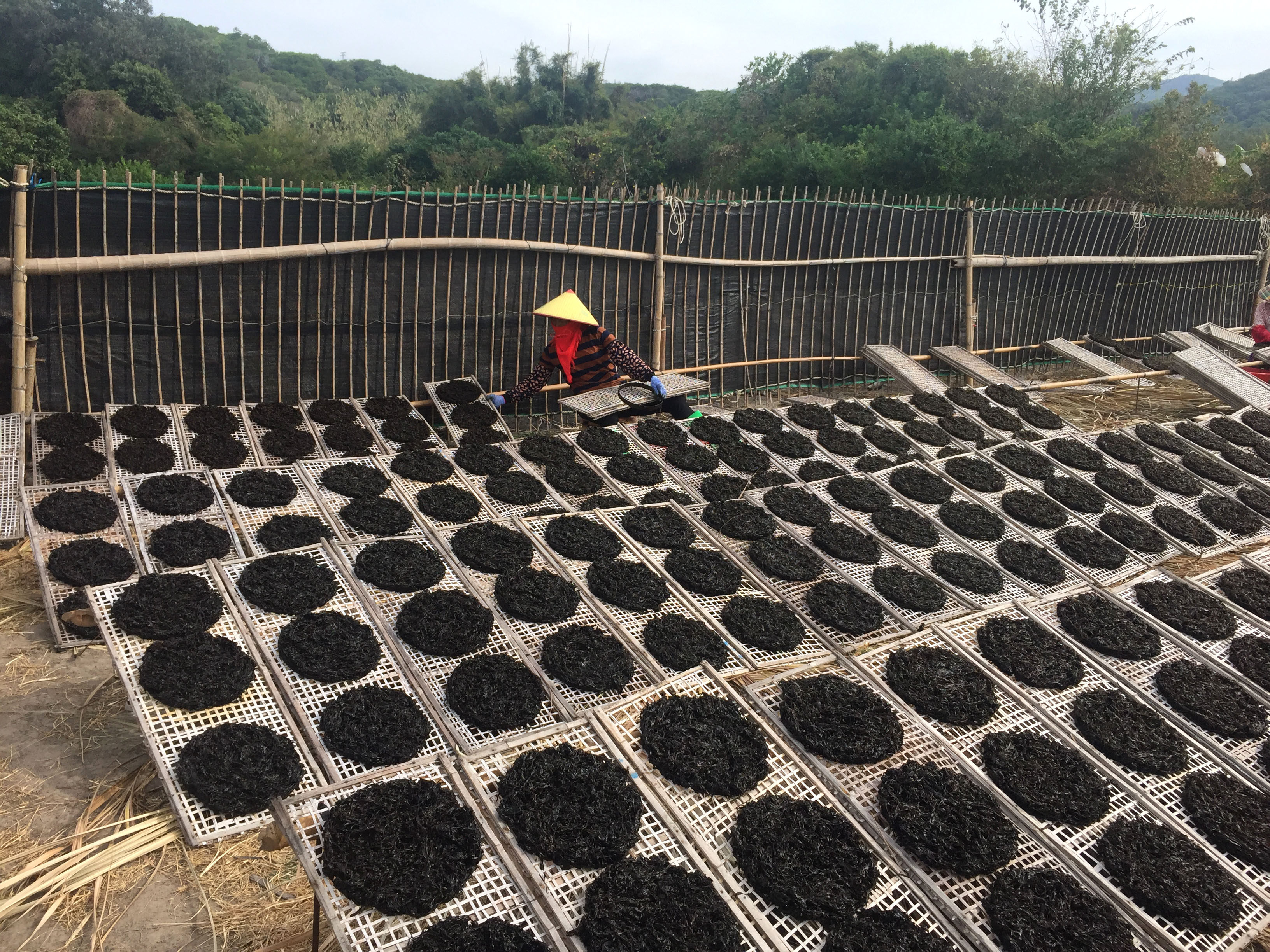 头水紫菜南澳岛特产纯日晒正宗野生免洗干货无沙250克 袋 包邮 煲汤