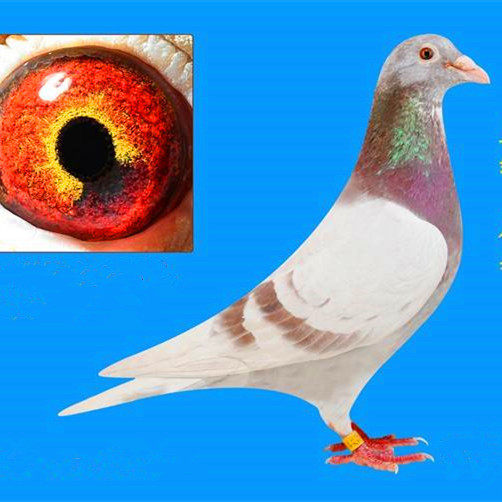 詹森二线信鸽白条花头种鸽精品红轮红二雨点鸟