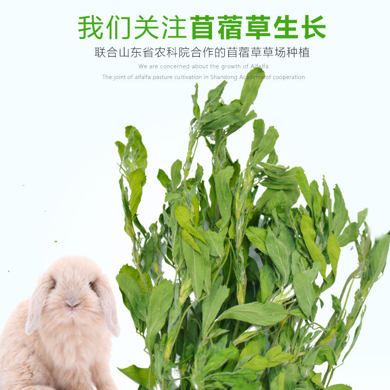 包邮紫花苜蓿草21年新草兔子龙猫牧草兔粮豚鼠兔兔干草