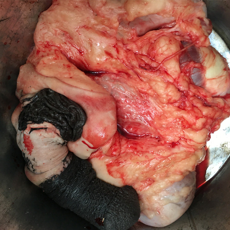 驴鞭新鲜睾丸1-5斤宝生金钱肉驴腰子驴肉