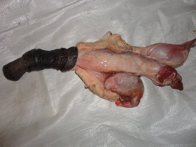 35斤驴鞭包山东特产正宗新鲜驴鞭带蛋睾丸鲜驴其它生肉制品