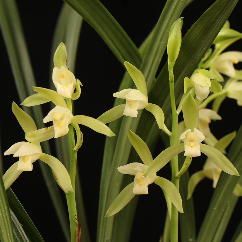 兰花鲜花观音素建兰四季兰素素心花苗办公办公室花卉