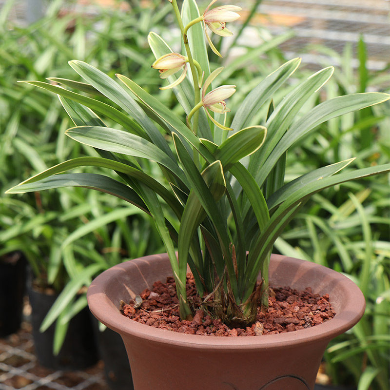 兰花盆栽花卉绿植金边兰花苗建兰四季兰禅月达摩3苗裸根不带花苞