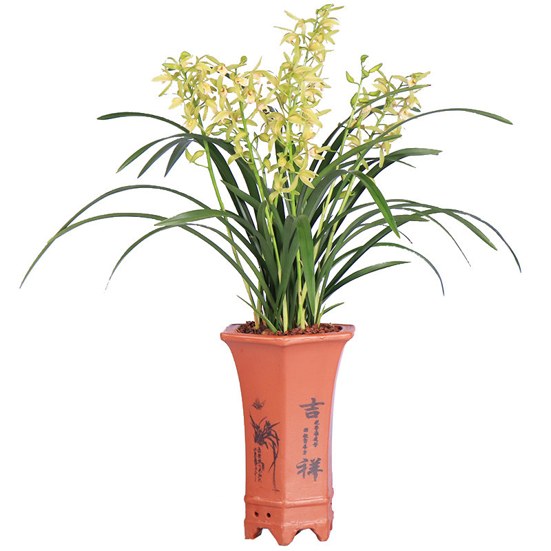 好养高宅兰花苗建兰四季小美人室内盆栽花卉绿植花卉