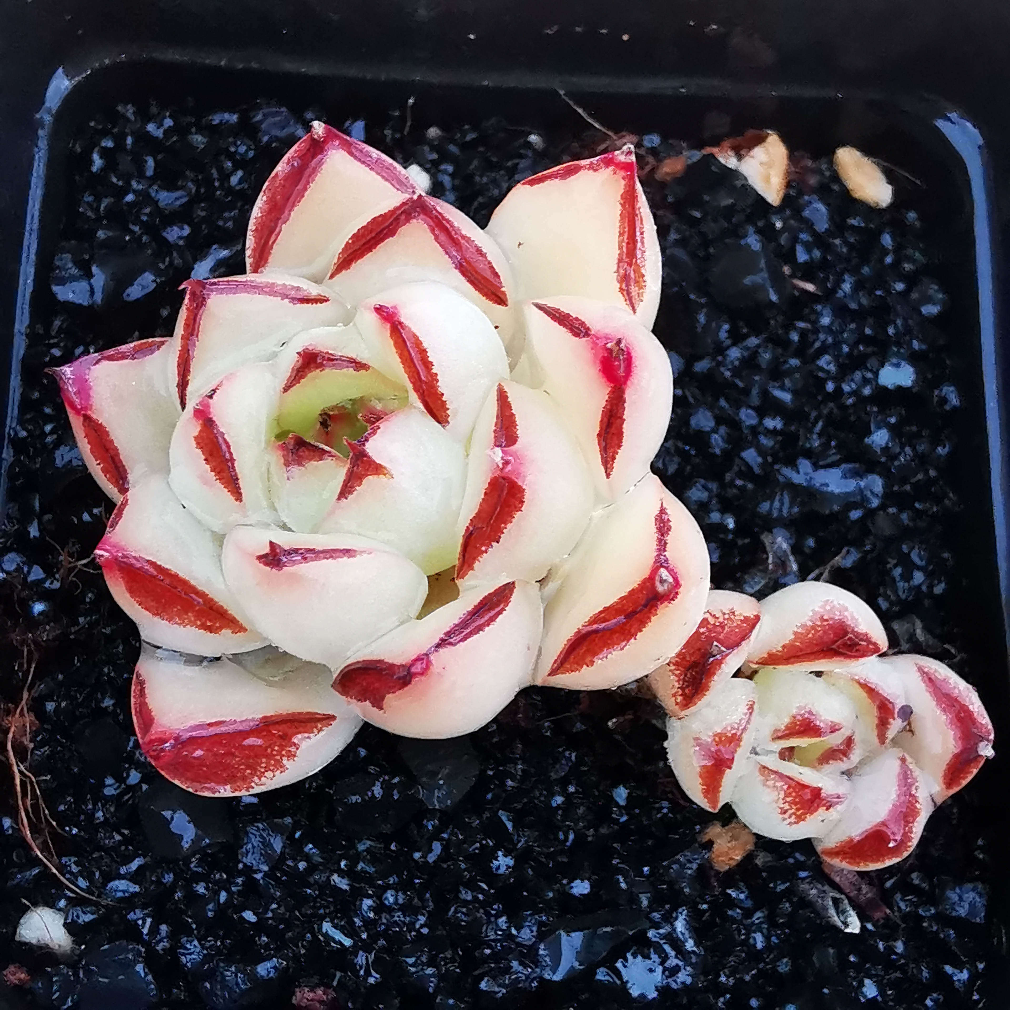 进口植物多肉一拍一物新品韩国冰霜乐丝玫瑰多肉植物