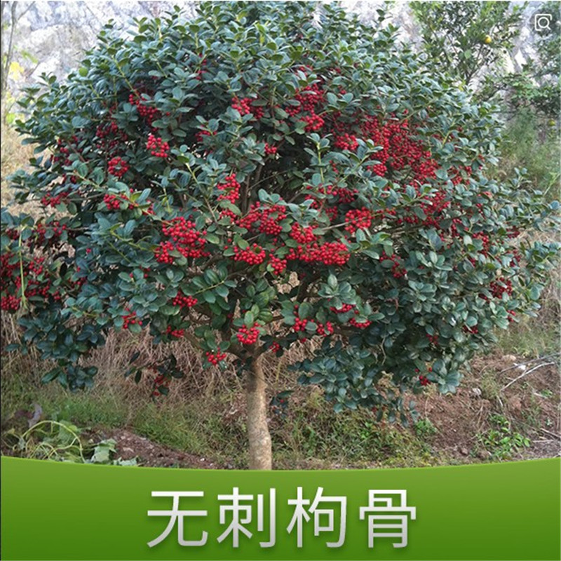 无刺枸骨球无刺枸树苗鸿运果树四季常青北方观叶