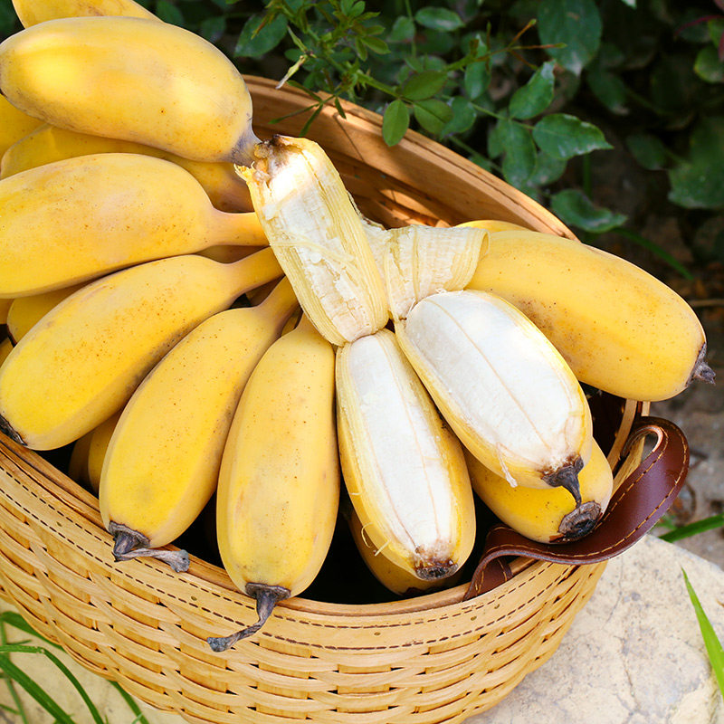 现摘广西小米米蕉当季水果新鲜10斤自然banana香蕉