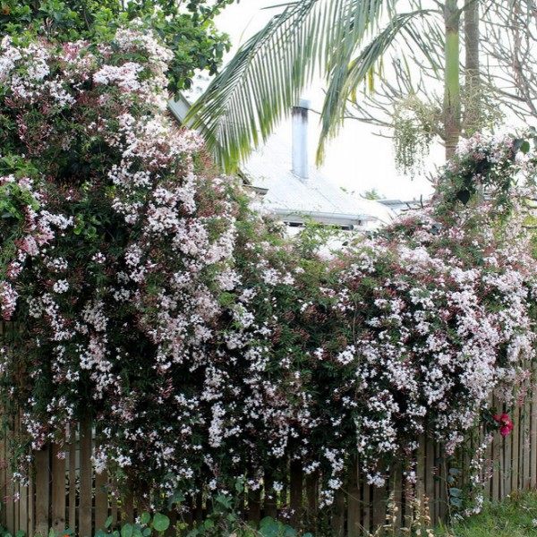 多花素馨盆栽带花苞带香味阳台庭院植物藤蔓植物耐阴常绿植物