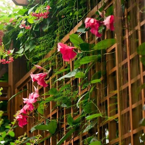 双喜藤爬藤植物阳台盆栽花卉绿植多年生飘香藤双腺藤带花发货
