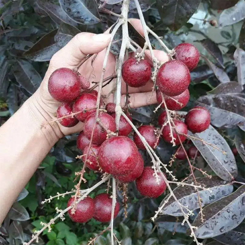 龙眼树苗石硖储良嫁接苗双季龙眼当年结果带泥果树