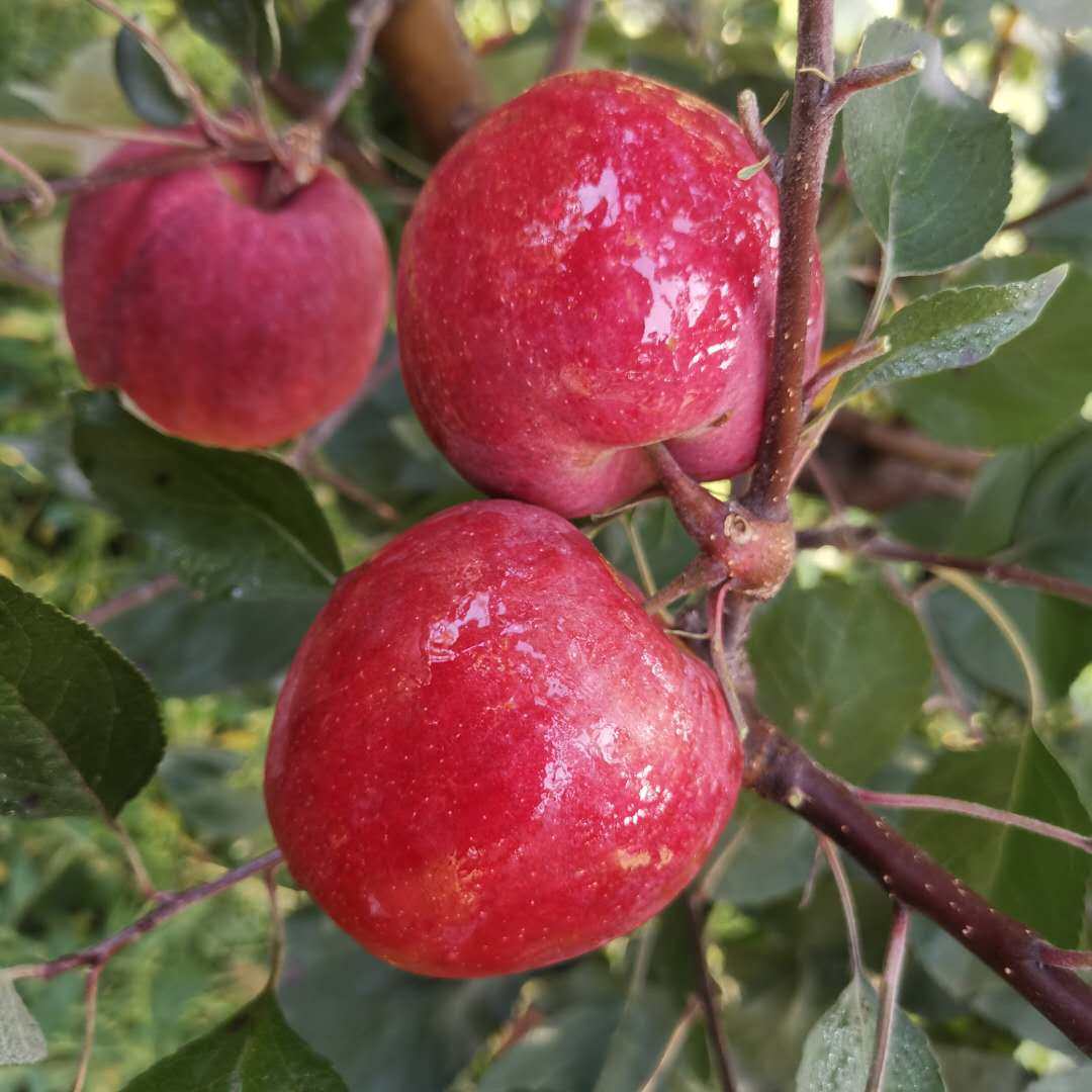 苹果红肉红色之爱红心圣诞平安酸甜7585孕妇苹果