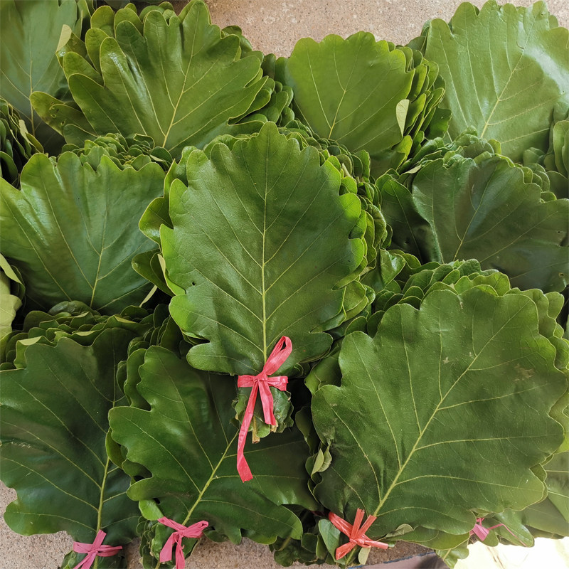 伯乐子叶粽子叶饼包叶桲椤菠萝新鲜柞树叶伯乐玻璃树叶