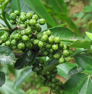 花椒无刺树苗大红红袍麻椒盆栽地栽南北方种植果树