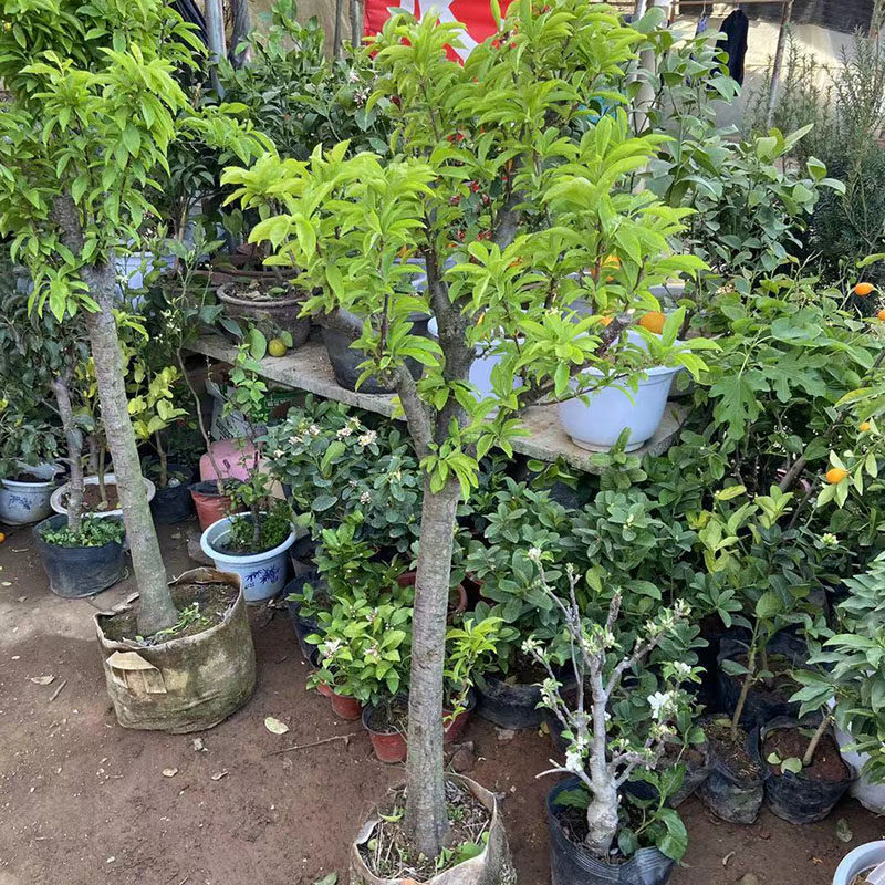 李子果苗嫁接大颗盆栽地栽花苞原盆发货当年果树