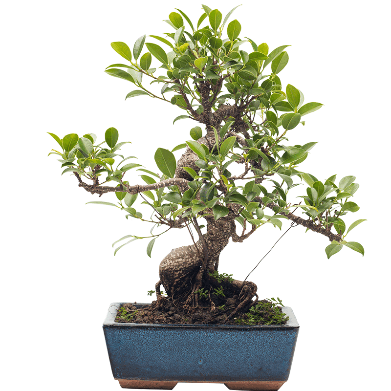 台湾虎皮榕树微型盆景室内办公室茶台绿植花卉件迷你植物盆栽禅意_9折